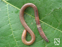 Puladeira invasora
